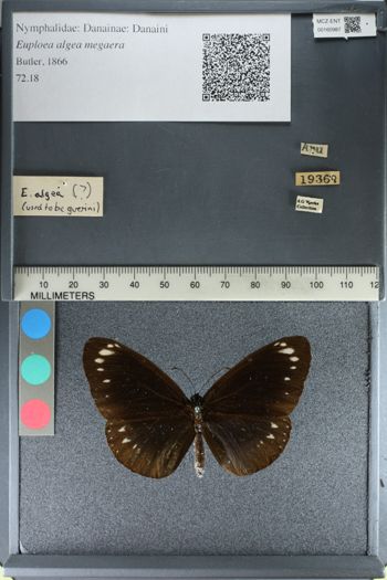 Media type: image;   Entomology 160987